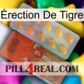 Érection De Tigre 43